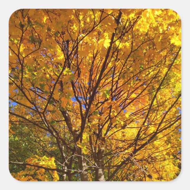 Yellow Fall Foliage Square Sticker (Front)