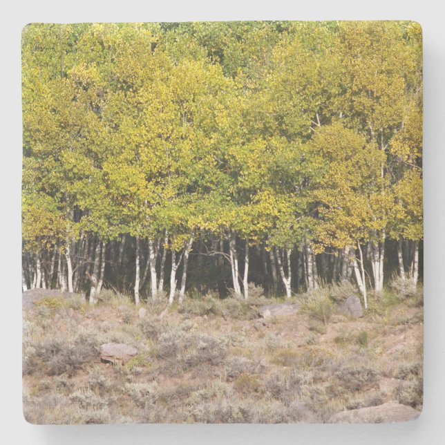 Yellow Fall Leaves in Colorado, Stone Coaster (Front)