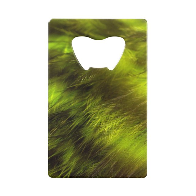 Yellow Feathers in Shadows (Front)