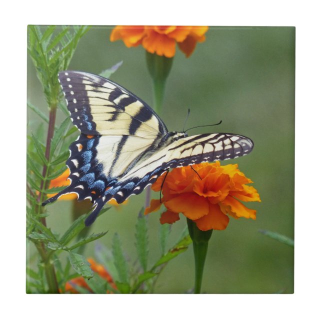 Yellow female Eastern Tiger Swallowtail Tile (Front)