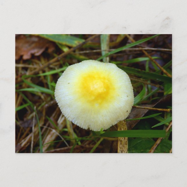 Yellow Field Cap Mushroom Postcard (Front)