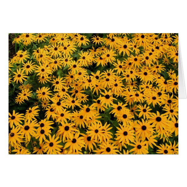 Yellow Field of Daisies (Front Horizontal)