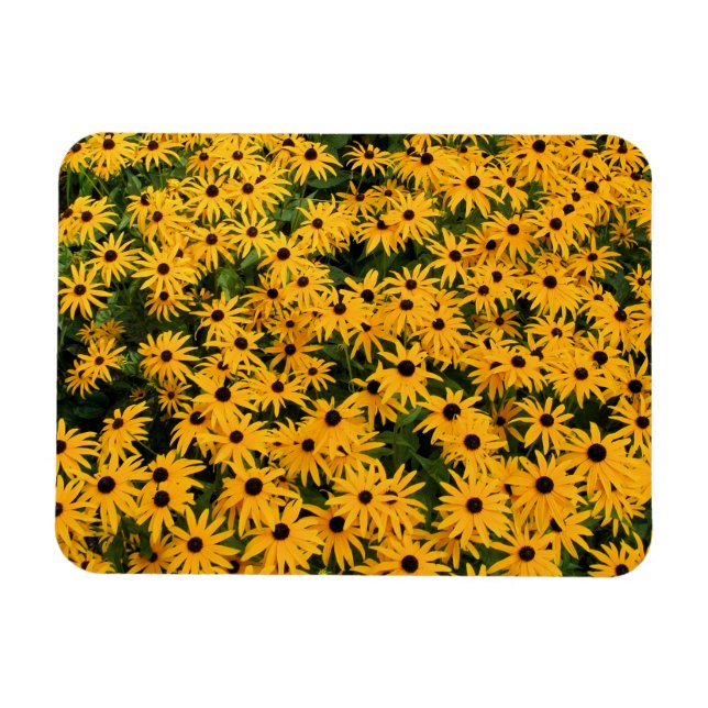 Yellow Field of Daisies - Flower - Magnet (Horizontal)