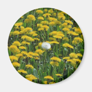 Yellow Field of dandelions in the Netherlands flow Magnet