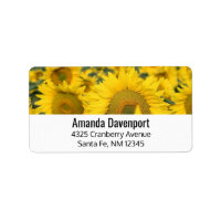 Yellow Field of Sunflowers Photograph