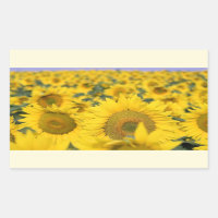 Yellow Field of Sunflowers Photograph