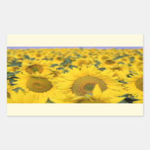 Yellow Field of Sunflowers Photograph Rectangular Sticker