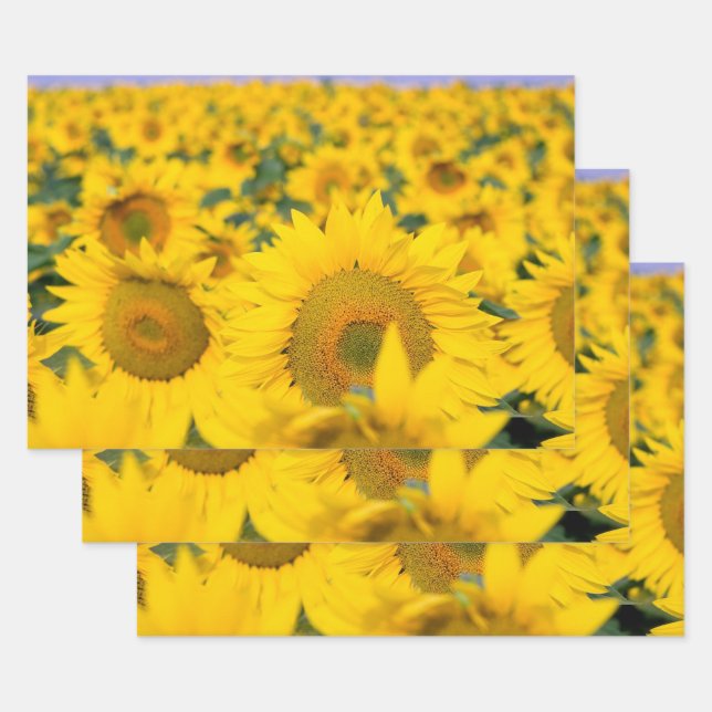 Yellow Field of Sunflowers Photograph Wrapping Paper Sheet (Set)