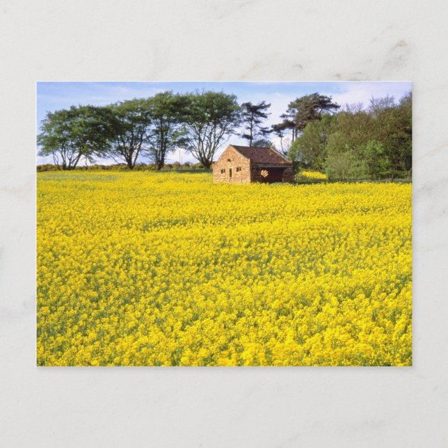 yellow Field of yellow rapeseed in North Yorkshire Postcard (Front)