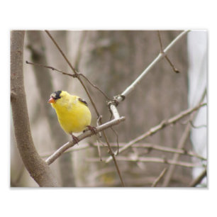 Yellow Finch Bird in Tree Photography Print