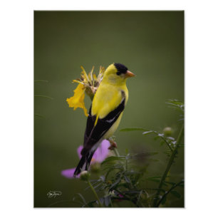 Yellow Finch Resting in Georgia Photo Print