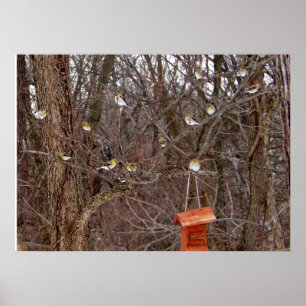 Yellow Finches in Missouri Photograph Poster