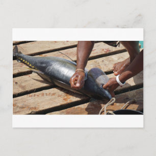yellow fins tuna postcard
