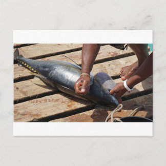 yellow fins tuna postcard