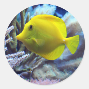 Yellow Fish Classic Round Sticker