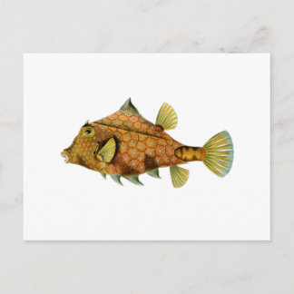 Yellow Fish Postcard