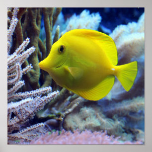 Yellow Fish Poster
