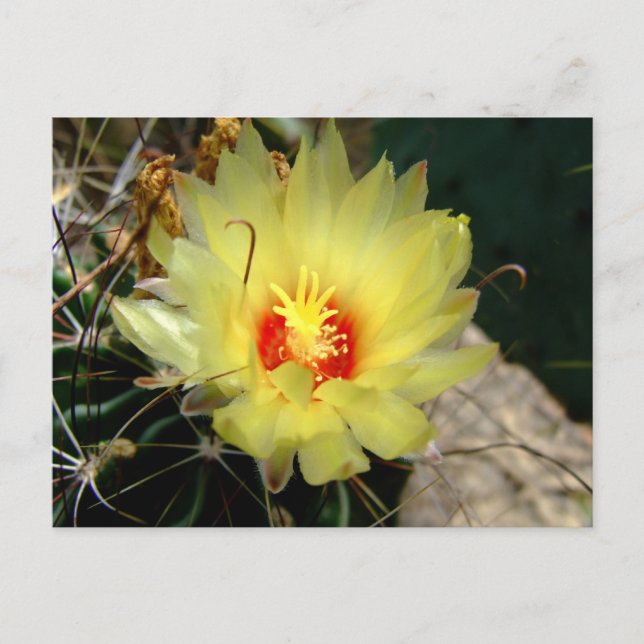 Yellow fishhook cactus flower postcard (Front)