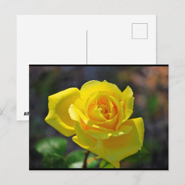 Yellow Floral Rose Postcard (Front/Back)