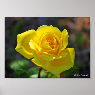 Yellow Floral Rose Poster