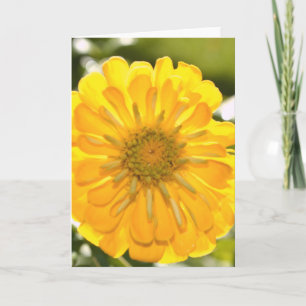 Yellow floral yellow flower yellow daisy card