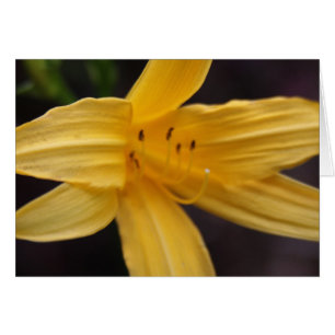 yellow flower