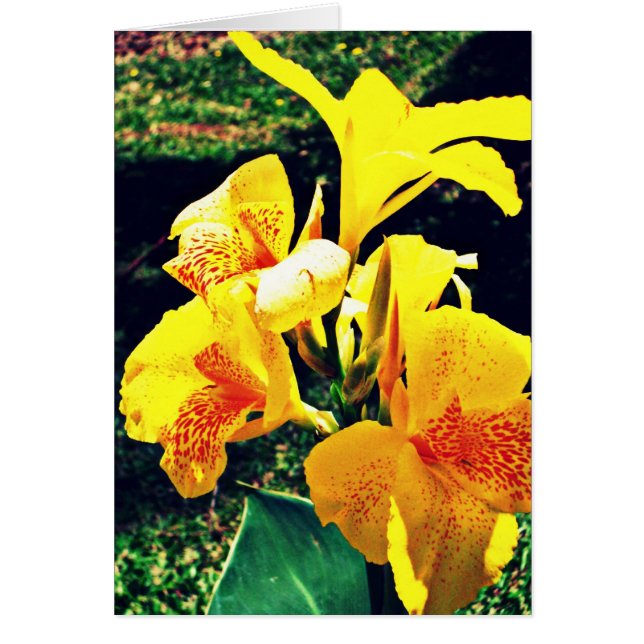 Yellow Flower (Front)