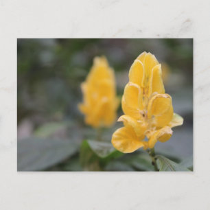 Yellow Flower # 4 Postcard
