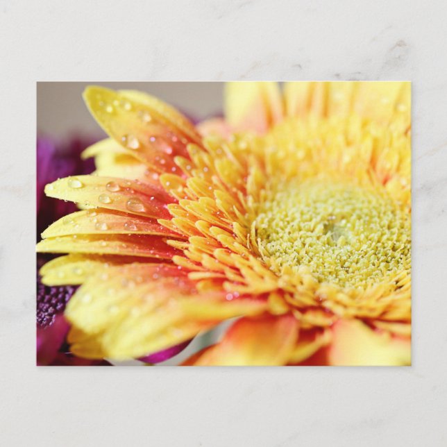 Yellow Flower And Droplets Postcard (Front)