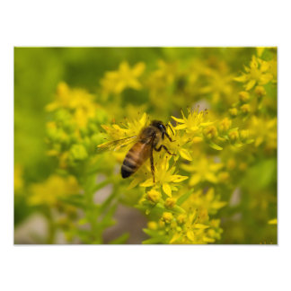 Yellow Flower and Honey Bee Maleny 2016 Photo Print