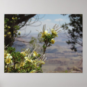 Yellow Flower at Grand Canyon Poster