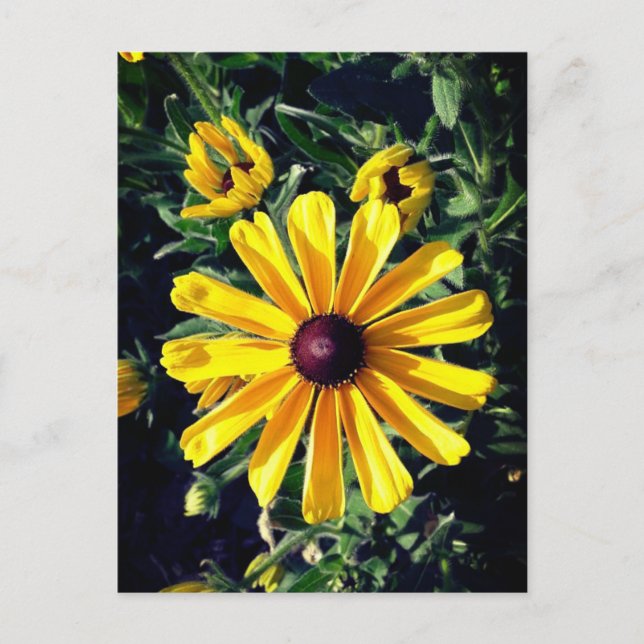 Yellow Flower Black-Eyed Susan Postcard (Front)