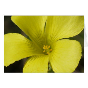 Yellow Flower Card