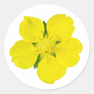 Yellow Flower – Cutout Macro Photo Sticker