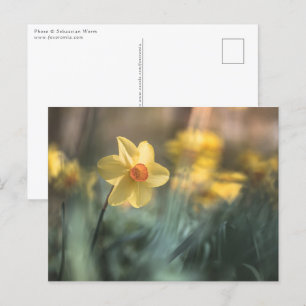 Yellow Flower Daffodil Nature Photo Postcard