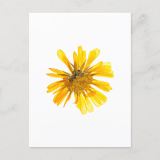 Yellow Flower Design Postcard