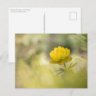 Yellow Flower Nature Photo Postcard