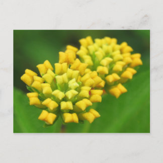 Yellow Flower Nature Postcard