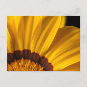 Yellow flower on black background postcard