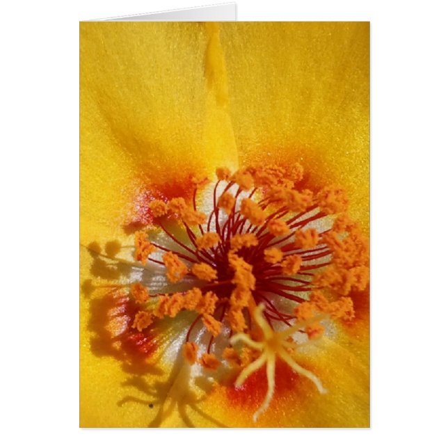 Yellow Flower Petals (Front)