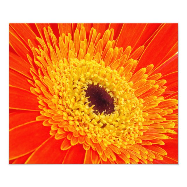 Yellow flower photo print (Front)