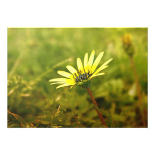 Yellow flower photo print