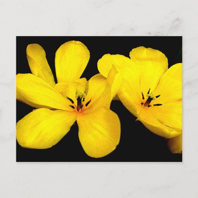 Yellow Flower Postcard (Front)