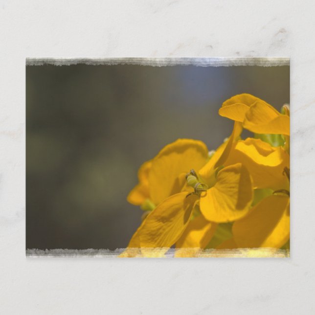Yellow Flower Postcard (Front)
