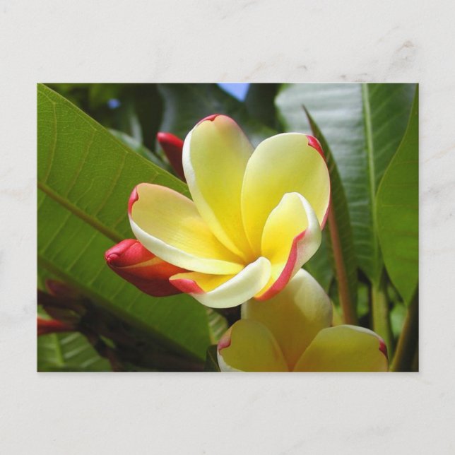 yellow flower postcard (Front)