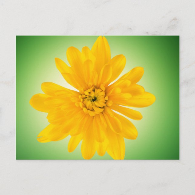 Yellow flower postcard (Front)