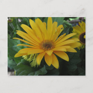 Yellow Flower Postcard