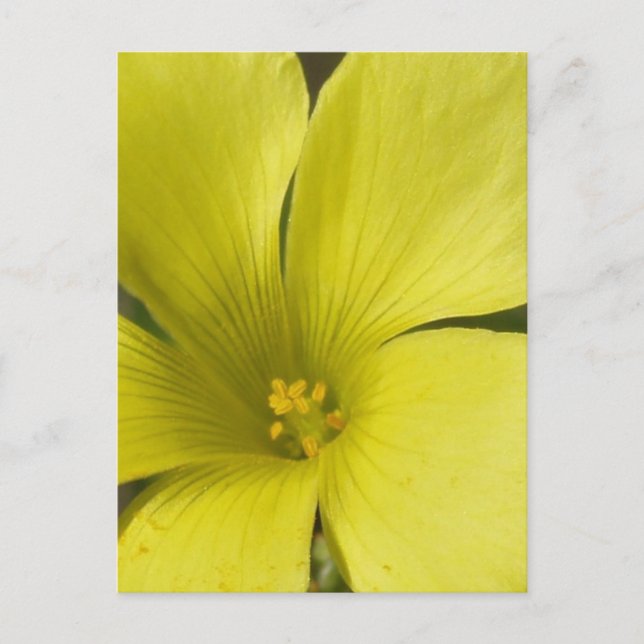 Yellow Flower Postcard (Front)