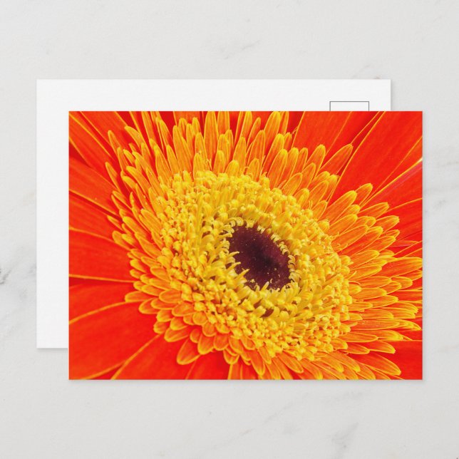 Yellow flower postcard (Front/Back)