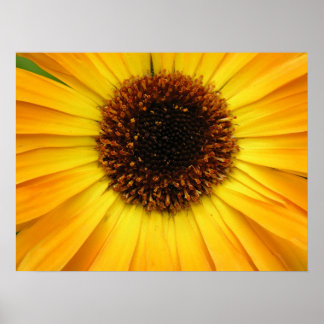 yellow flower poster